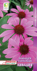 Эхинацея пурпурная Ливадия 20шт. (Поиск)