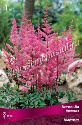 Астильба Арендса Аметист (фиол.-роз.) (1шт./уп.) (Солн.сад)