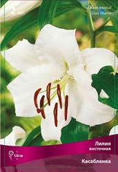 Лилия Касабланка (восточ., бел.) 16/18 (2шт./уп.) (Солн.сад)