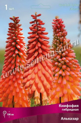 Книфофия гибридная Альказар (оранжево-красный) (1шт./уп.) (Солн.сад/09)