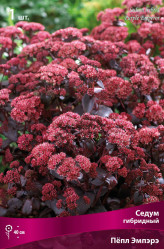 Седум гибридный Пёпл Эмпэрэ (1шт./уп.) (Солн.сад)