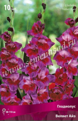 Гладиолус Вельвет Айз (сирен.с темно-красн.пят.) 12/14 (10шт./уп.) (Солн.сад/09)