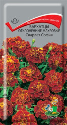 Бархатцы Скарлет София откл.махр. 0,4гр. (Поиск)