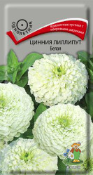 Цинния лилипут Белая однол. 0,4гр. (Поиск)