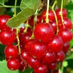 Смородина красн. Газель (средний,ярко-красн.) Поиск