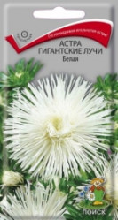 Астра Гигантские лучи Белая 0,3гр. (Поиск)