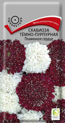 Скабиоза темно-пурпурная Пламянное сердце однол. 10шт. (Поиск)
