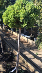 Можжевельник лежачий Нана (Pa 100, c5)