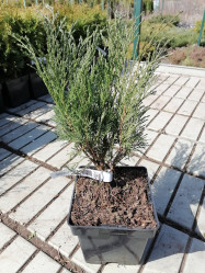 Можжевельник казацкий Мас (20/40, c2)