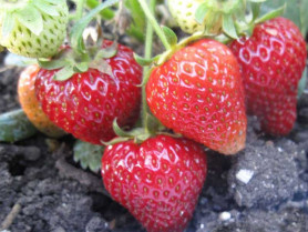 Земляника садовая Вима Рина (Р9) (ремонт.,80гр.) П.