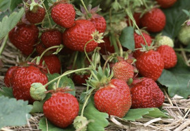 Земляника садовая Гирлянда (Р9) (ремонт.,высооурож.) П.