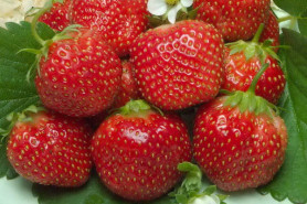 Земляника садовая Королева Елизавета (Р9) (ремонт.,крупн.100гр) П.