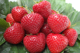 Земляника садовая Эльсанта (Р9) (ремонт.,крупн.,аром.) П.