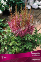 Астильба китайская Пумила (сиренев.-розов.) (1шт./уп.) (Солн.сад/11)