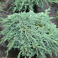 Можжевельник чешуйчатый Блю Карпет (25/40, c2)