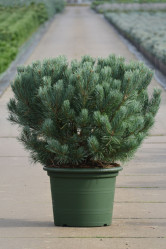 Сосна обыкновенная Ватерери (Pa 60, c15) (nl/23)