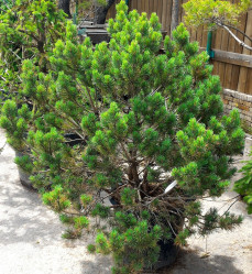 Сосна обыкновенная Ватерери (50/60, c10)