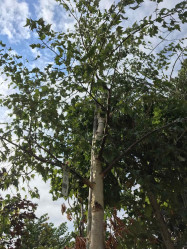 Берёза повислая Далекарлинка (300/350, с45) (кфх)