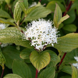 Дерен белый Сибирика (60/100, с5) ЦС