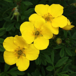 Лапчатка кустарниковая Элизабет (30/50, с2/3) ЦС