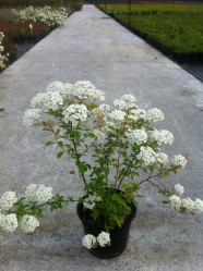 Спирея Ван Гутта (40/60, с5) ЦС/21