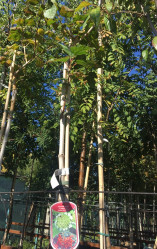 Калина обыкновенная Компактум (Pa 140/160, с12) (szm/20)