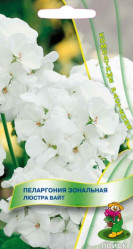 Пеларгония зональная Люстра Вайт 5шт. (комн.раст.) (Поиск)