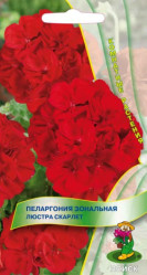 Пеларгония зональная Люстра Скарлет 5шт. (комн.раст.) (Поиск)