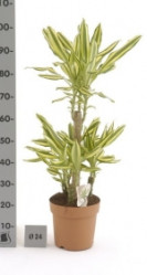 Драцена Еллоу Кост Карусель 110/24 Ам.