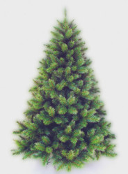 Сосна Орегон Н=500см (CH29465)