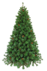 Ель Альпийская с шишками H=150см (CСН356409)