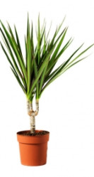 Драцена Маргината 1 ст (D-12)