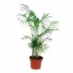 Хамедорея Элеганс (D-12) 7цв.