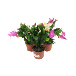 Шлумбергера Микс (D-9)