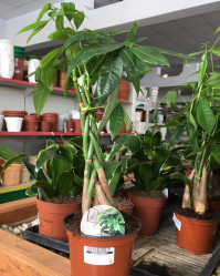 Пахира Акватика (D-12) 7цв.