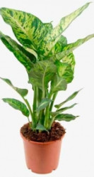 Диффенбахия Марс (D-17,H-70) 7цв.