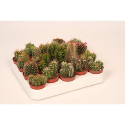 Кактус Микс (D-5) 7цв.