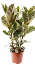 Фикус Эластика Тинеке 3 ст (D-27,H-100) 7цв.