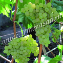 Виноград Кишмиш №342 Поиск