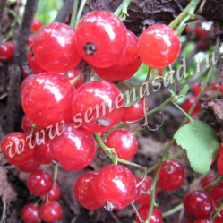 Смородина красн. Сахарная Поиск