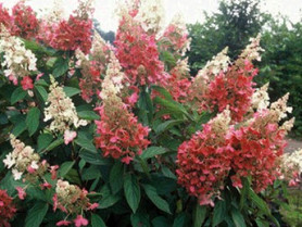 Гортензия метельчат. Пинки Винки Поиск