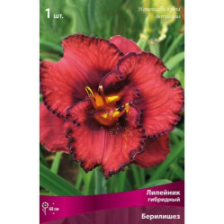 Лилейник гибр. Берилишез (1шт./уп.) (Солн.сад)