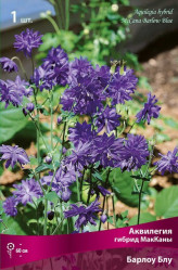 Аквилегия гибрид МакКаны Блю Барлоу (гол.,махров.) (1шт./уп.) (Солн.сад)