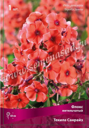Флокс метельч. Текила Санрайз (1шт./уп.) (Солн.сад)