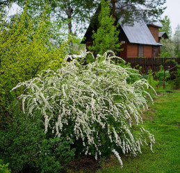 Спирея серая Грефшейм (30/50, с3) ЦС/25