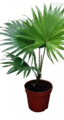 Вашингтония (D-15) 7цв.