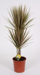 Драцена Маргината Биколор 2 ст (D-17,Н-75)