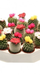 Кактус Микс с сухими цветами (D-5) 7цв.