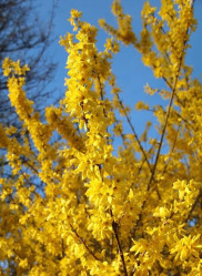 Форзиция промежуточная Линвуд (60/80, с5)