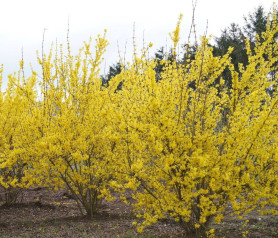 Форзиция промежуточная Линвуд (20/30, с2) (pp/21)